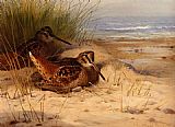 Woodcock Nesting On A Beach by Archibald Thorburn